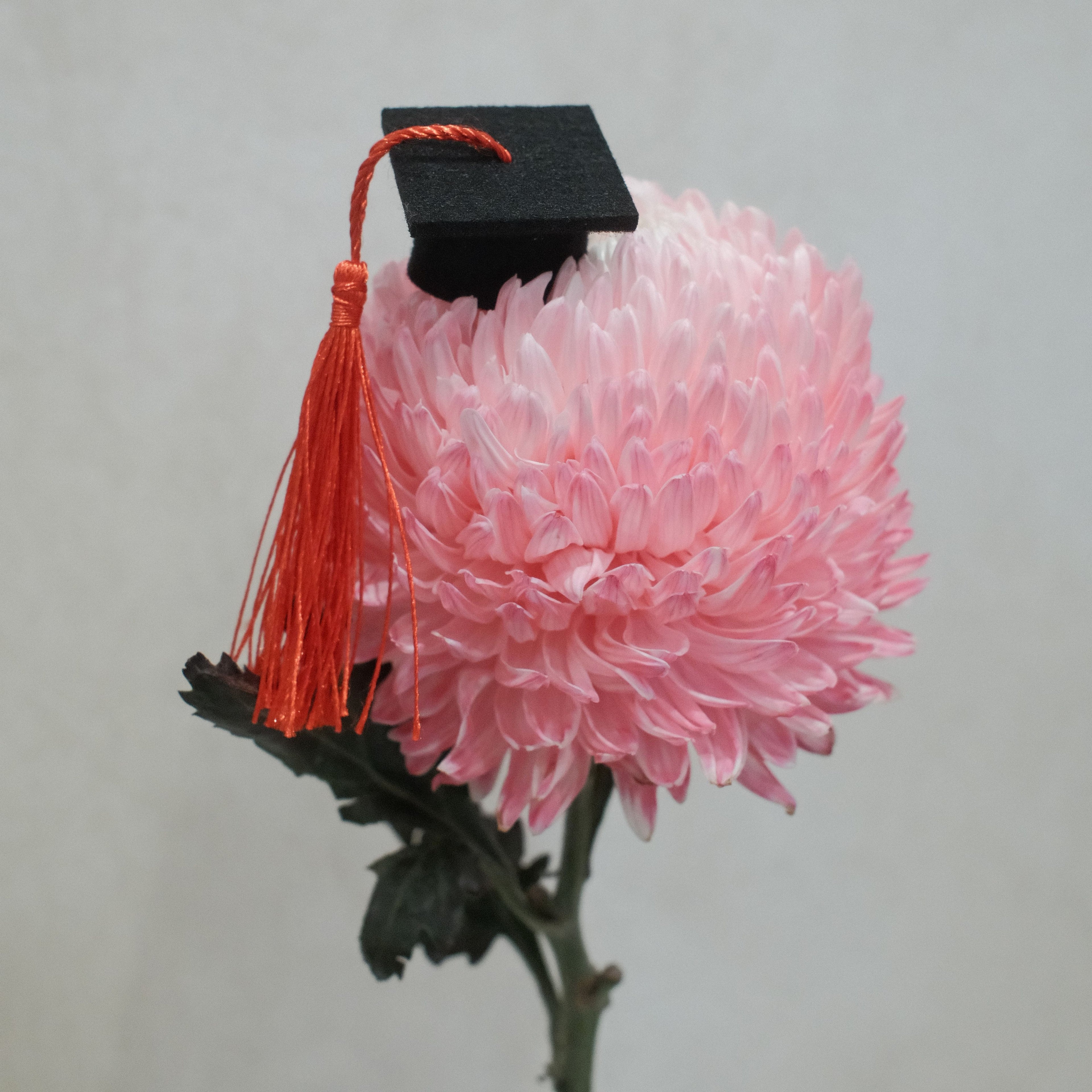 Graduation Hat