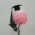 Graduation Hat