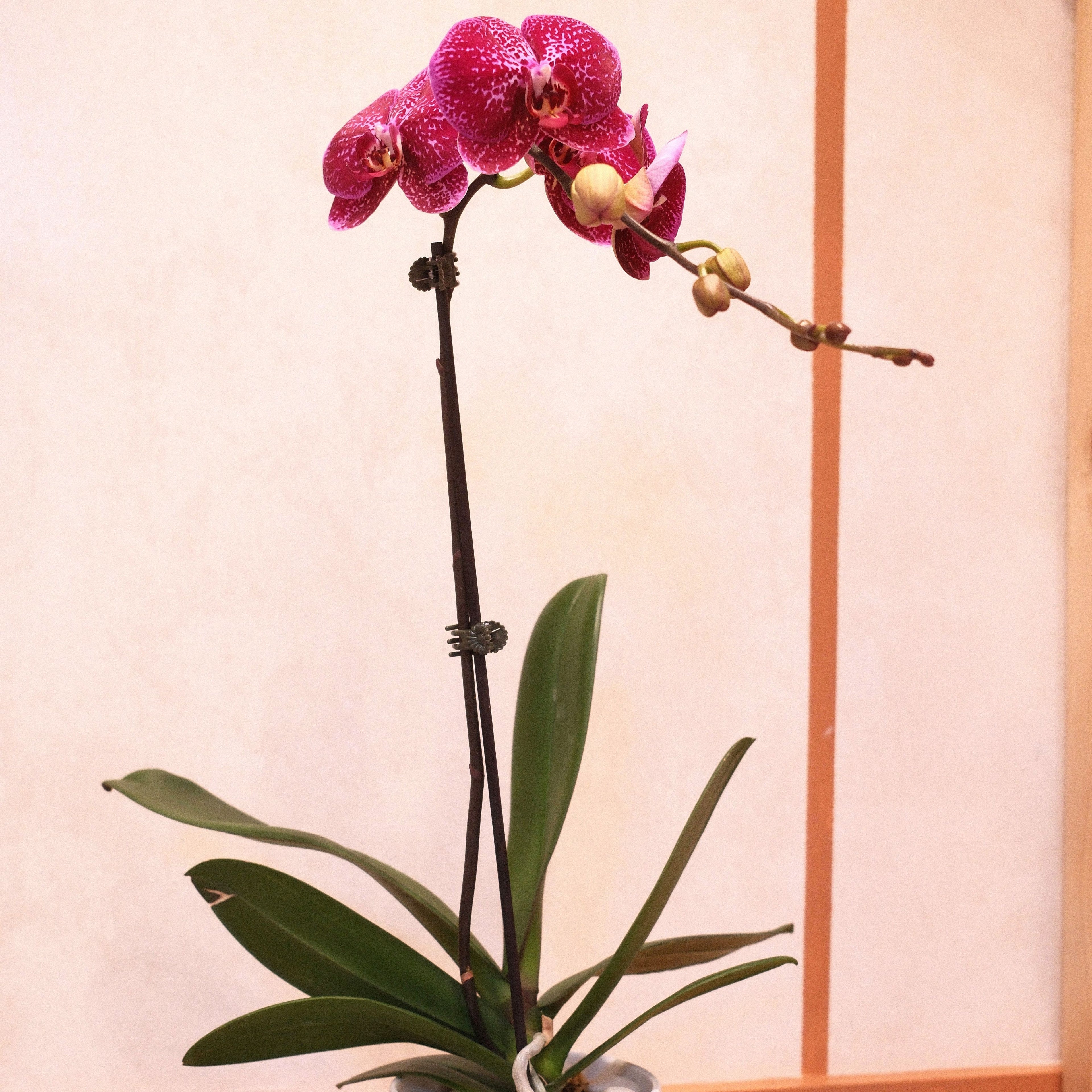 Phalaenopsis Orchid