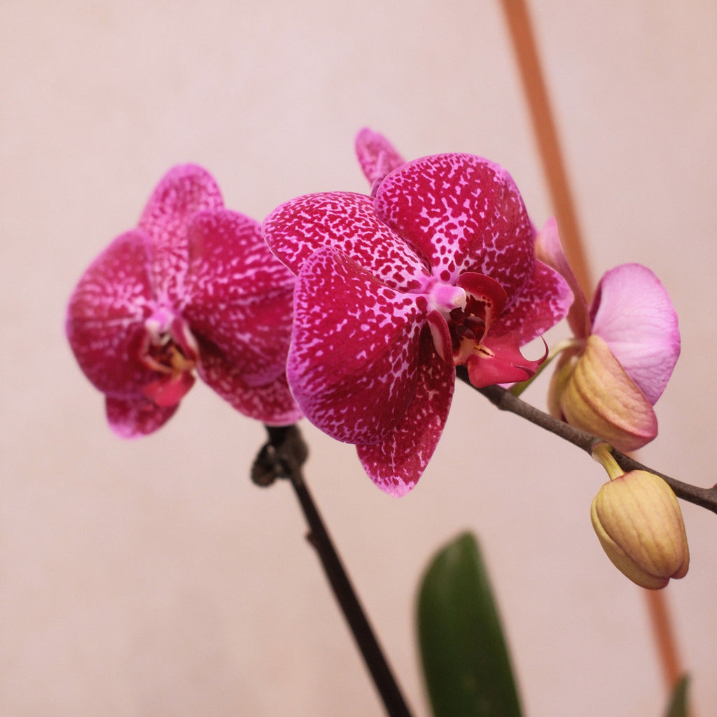 Phalaenopsis Orchid