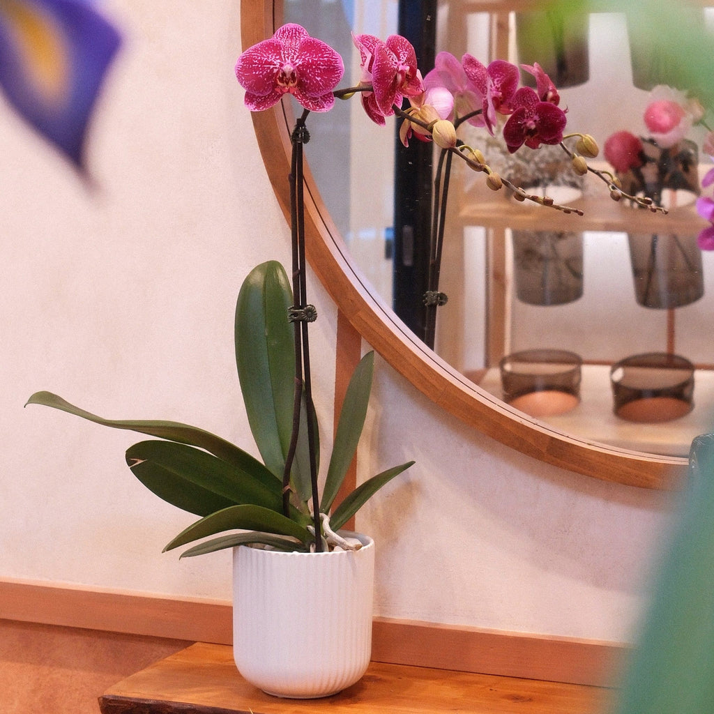 Phalaenopsis Orchid