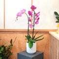 Double-stem Phalaenopsis orchid plant styled on a pedestal, a corporate gift, Sydney
