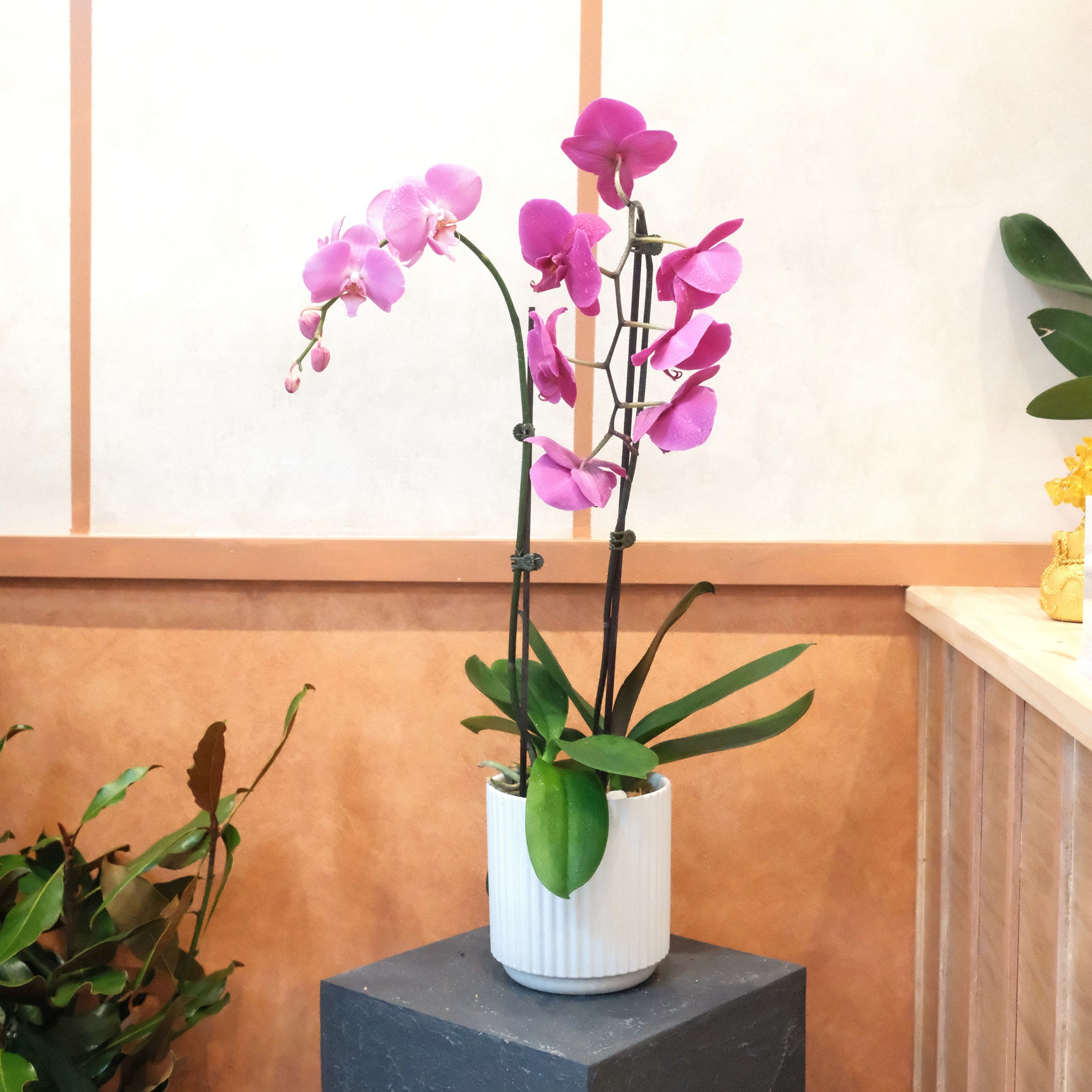 Double-stem Phalaenopsis orchid plant styled on a pedestal, a corporate gift, Sydney