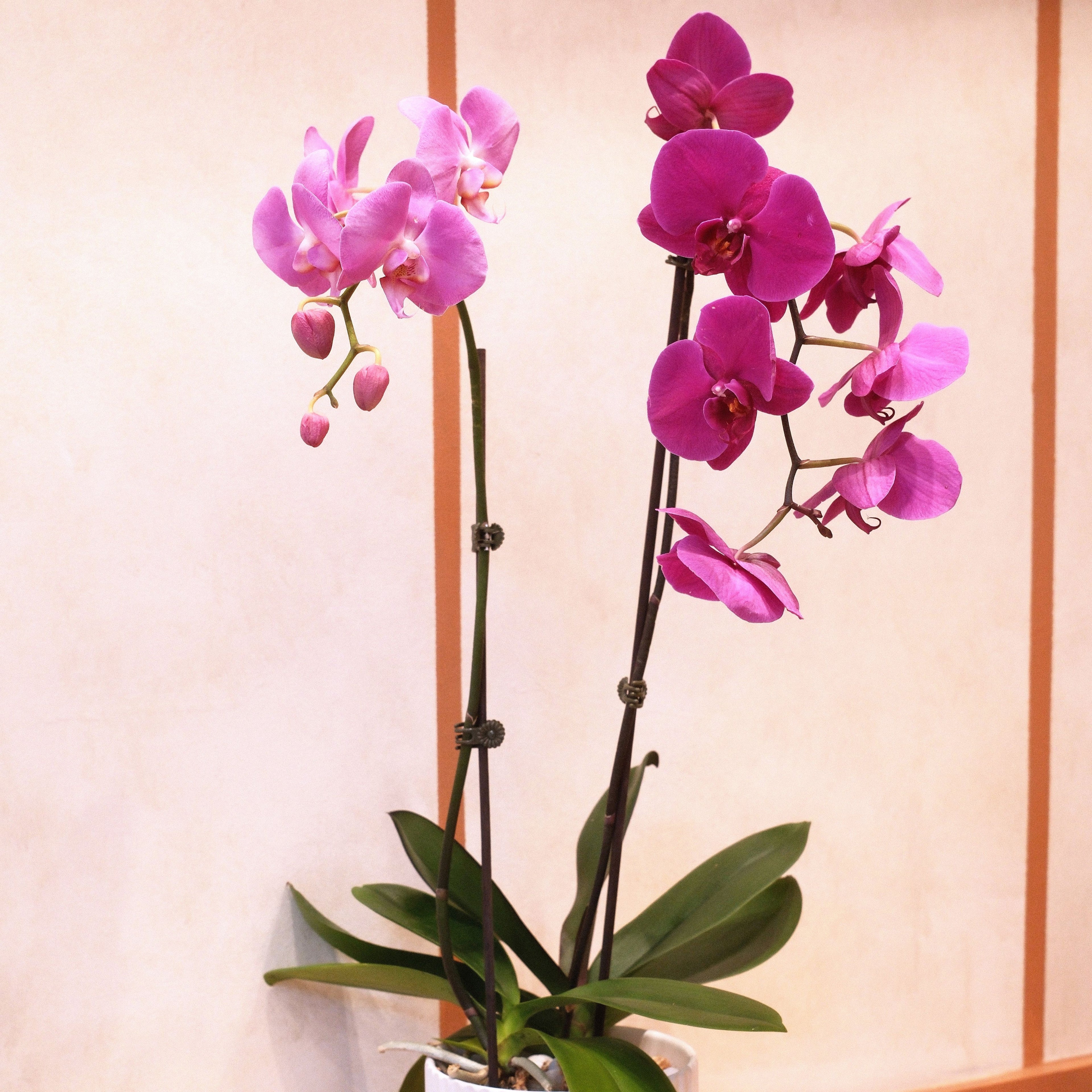 Double-stem Phalaenopsis orchid in a ribbed ceramic pot, a fuller corporate gift from our Surry Hills flower shop