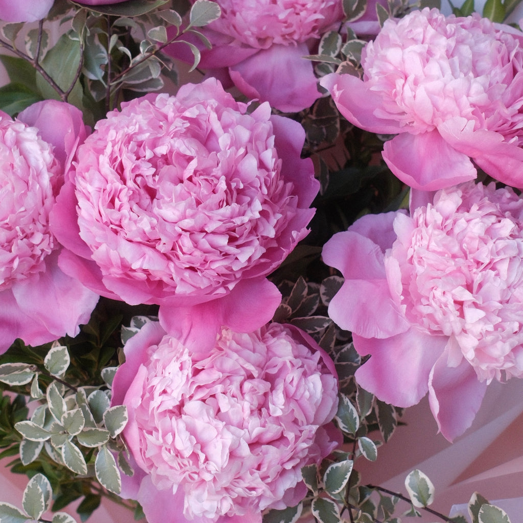 Close-up of blush peonies in the Koharu bouquet, symbolising prosperity and good fortune