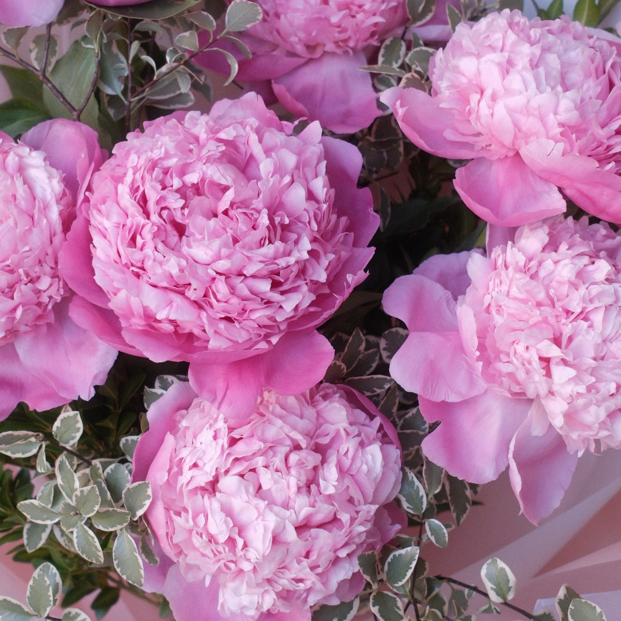 Close-up of blush peonies in the Koharu bouquet, symbolising prosperity and good fortune