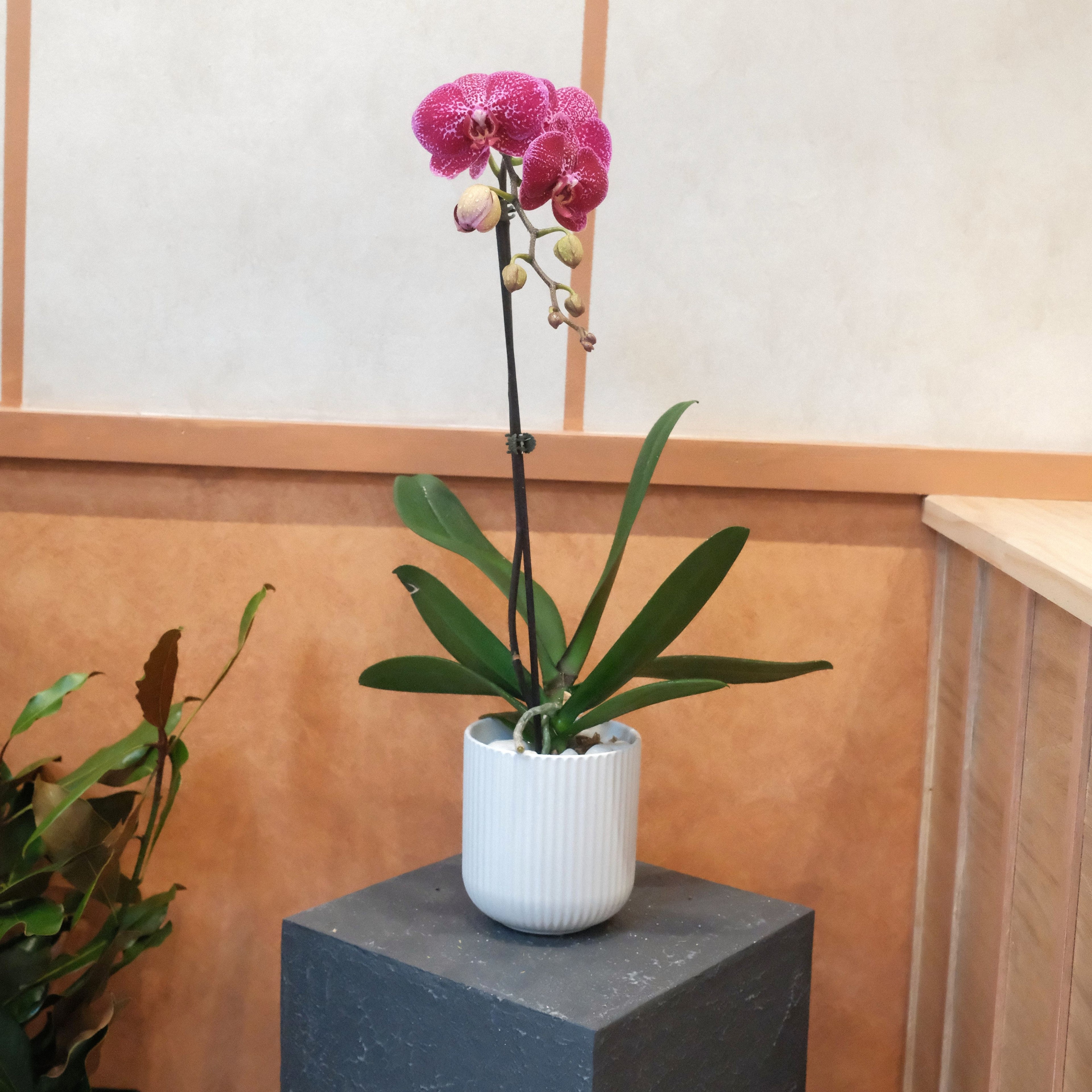 Phalaenopsis orchid gift plant, a thank-you or congratulations gift from Surry Hills